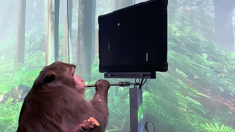 Neuralink, l’entreprise d’Elon Musk, diffuse une vidéo d’un singe jouant à Pong par la pensée