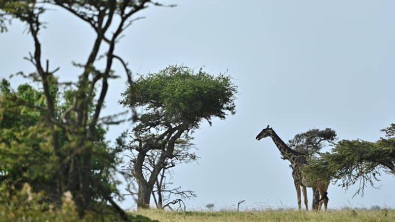 Une-girafe-dans-la-reserve-nationale-du-Masai-Mara-au-Kenya-le-23-juin-2020-376082