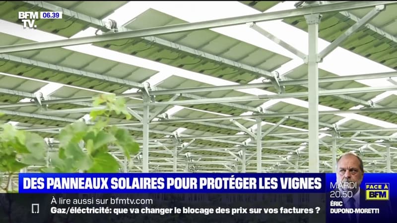 Des-panneaux-solaires-pour-proteger-les-vignes-des-aleas-climatiques-1138539