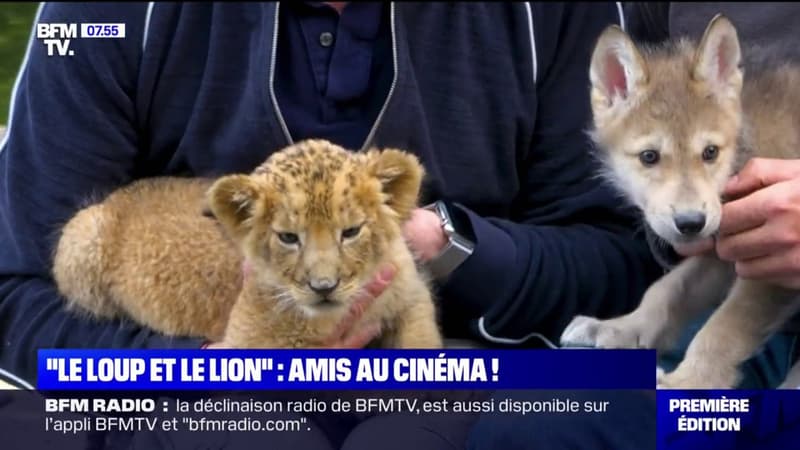 Le-loup-et-le-lion-cette-histoire-d-amitie-inattendue-entre-deux-animaux-au-cinema-ce-mercredi-1145210