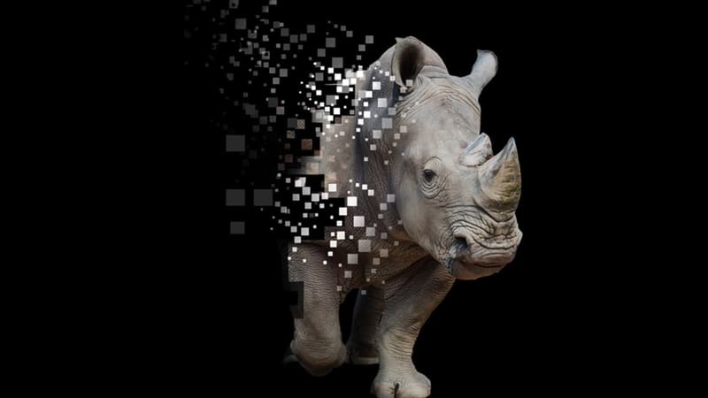 NFT: la première corne de rhinocéros “numérique” vendue 6.000 euros aux enchères