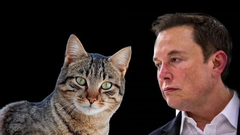 Le-milliardaire-americain-Elon-Musk-et-un-chat-1212631