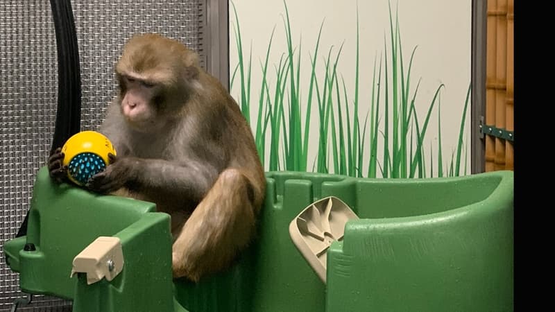 Puces cérébrales: Neuralink accusé d’avoir causé la mort de plusieurs singes de laboratoire
