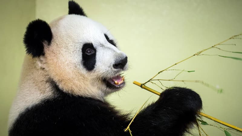 L’existence des pandas est-elle vraiment remise en cause sur TikTok?