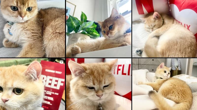 Un chat qui réagit au jingle de Netflix devient viral sur TikTok