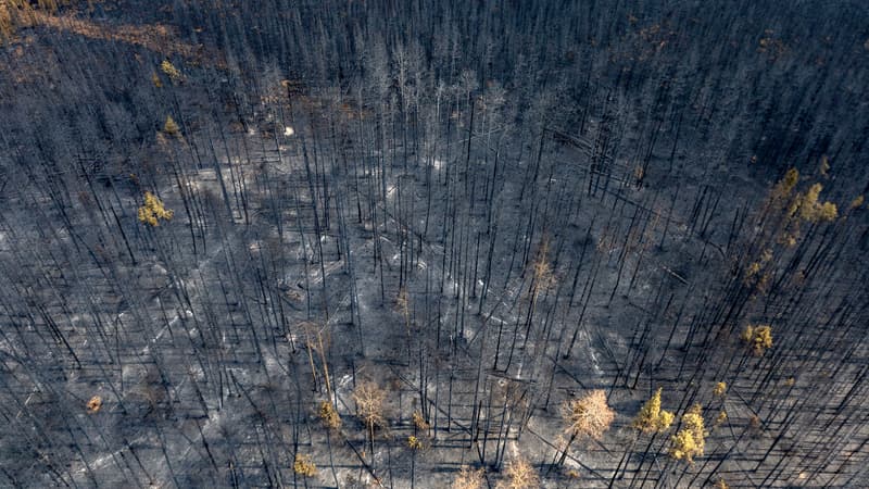 Les-incendies-ont-brule-plus-de-410-000-hectares-au-Canada-le-11-mai-2023-1634904