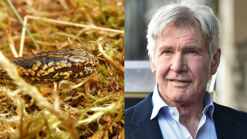 Une nouvelle espèce de serpent nommée d’après Harrison Ford