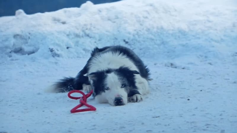 “Anatomie d’une chute”: on a rencontré le chien Messi qui joue Snoop dans le film de Justine Triet