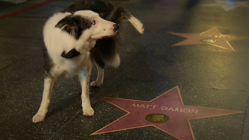 Oscars 2024: le chien Messi d'”Anatomie d’une chute” fait semblant d’uriner sur l’étoile de Matt Damon