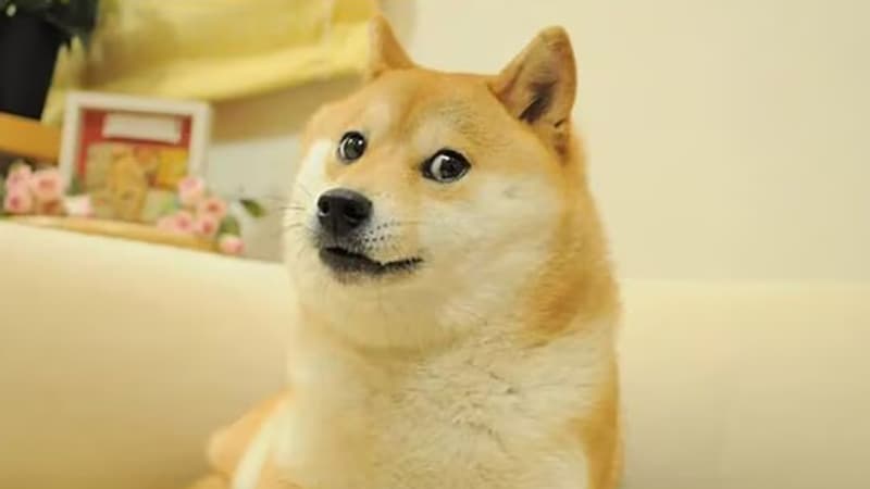 Doge-le-meme-inspiree-de-la-shiba-inu-Kabosu-1869810