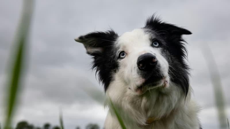 Cannes 2024: Messi, le chien d'”Anatomie d’une chute”, héros d’un programme court “à hauteur de chien”