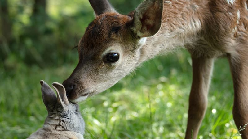 Mylène Farmer prête sa voix à une nouvelle adaptation de “Bambi”