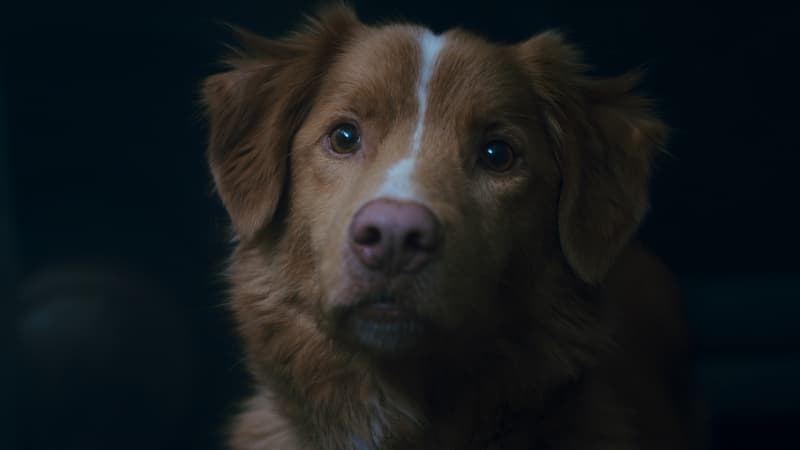 Good-boy-2152880