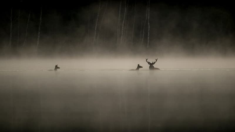 Le-Chant-des-forets-2225759