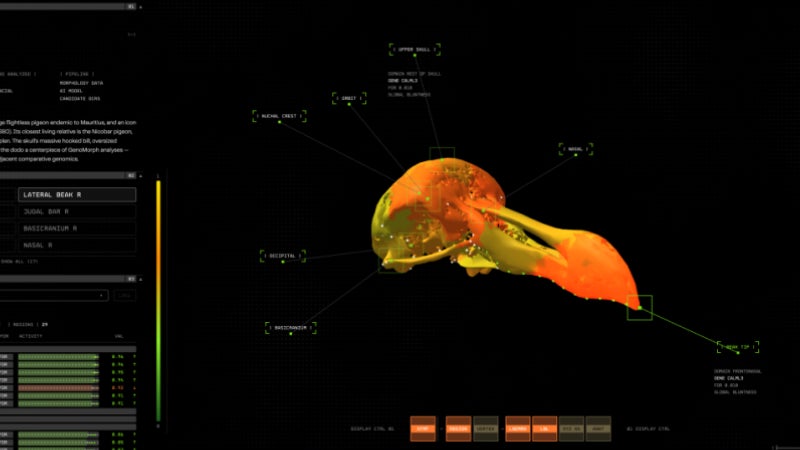 “Une carte au trésor du génome du dodo”: grâce à une nouvelle plateforme d’IA, Colossal Biosciences veut faire revivre cet oiseau incapable de voler